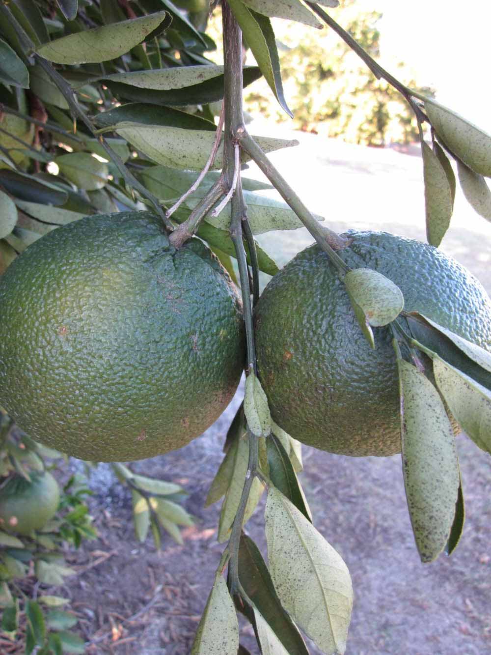            Immature fruit (Winter Haven, FL)   